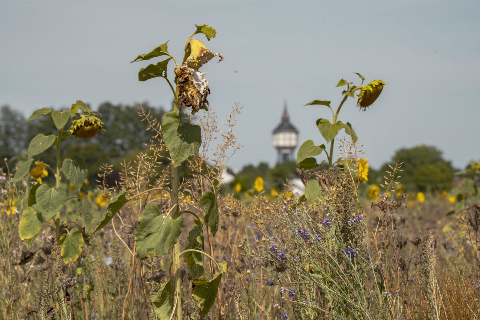 Zonnebloemen in een veld
